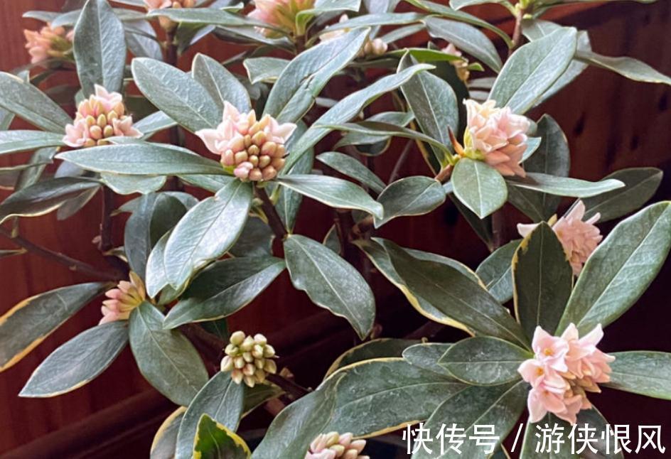 世界名花金边瑞香,冬季种植多注意这6点,开花香、数量多