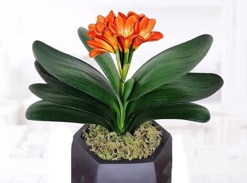 温差|兰花和君子兰不开花、不长叶、不发芽?问题就在三点,试试吧