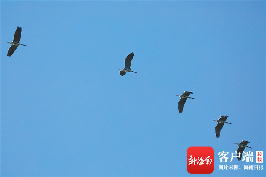 候鸟|海南：鹭鸟翩跹生态美