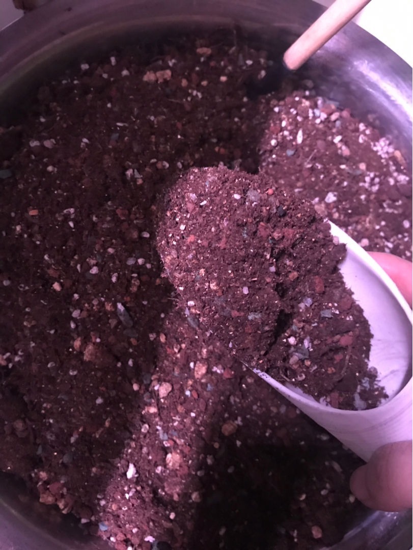 花友们|养花一定要会养根，根系长得壮，植物才有精神