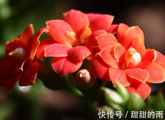 养护“长寿花”,生长不旺盛,原因在这里,此“溶液”作用很大!