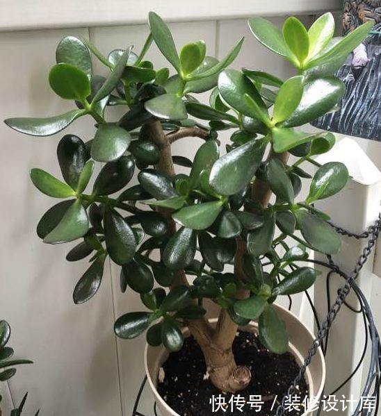 花友|7种花，现在要砍头，冲天炮变成爆炸头