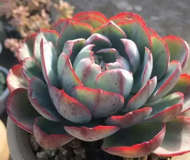  养肉|养肉人的初心：喜欢多肉的这几年，你变了吗？