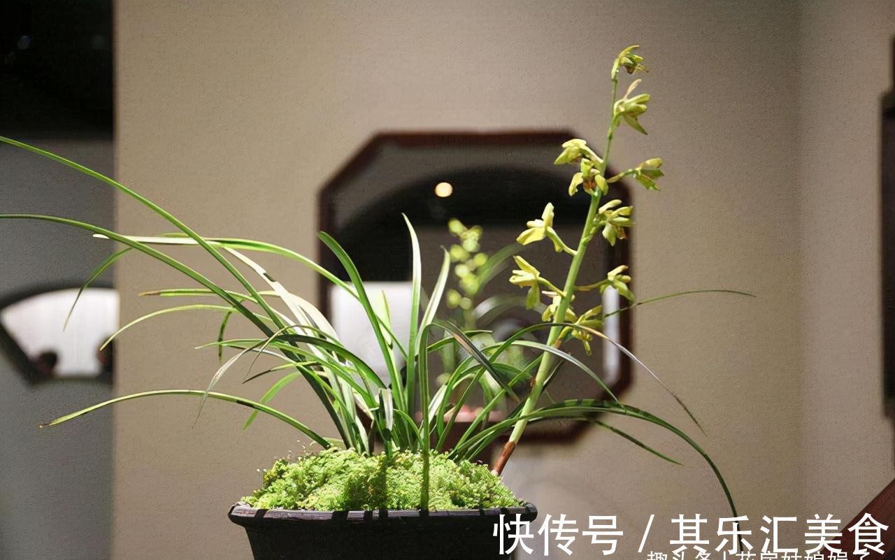 植料|兰花长期不开花,是环境和管理上“惹的祸”,自查3个方面并做好