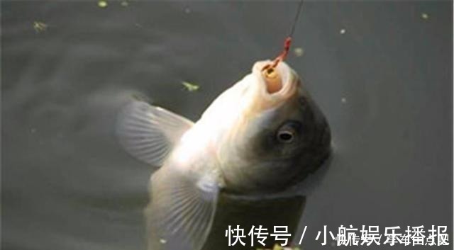 花香|想要钓好鲫鱼，这些鲫鱼喜欢的味道，就都得了解一下