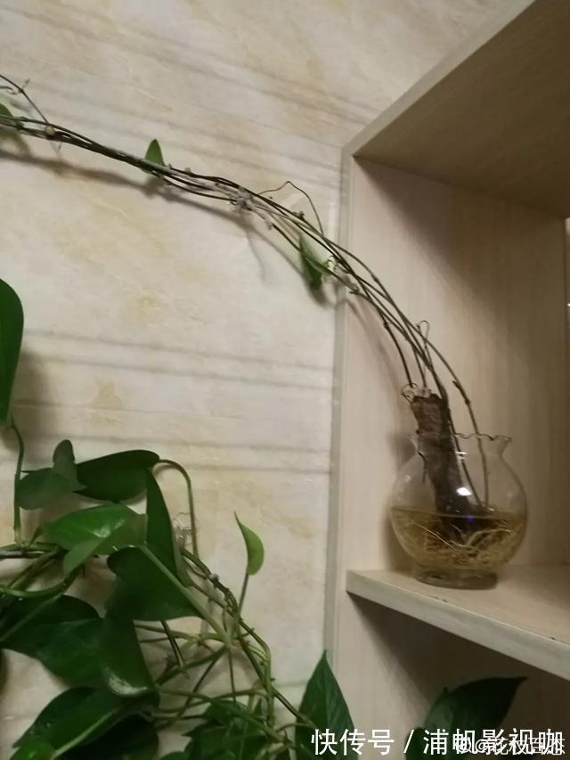 水培|2个月没在家,厨房的菜变成小森林,再也不用买花了!水培蔬菜盆