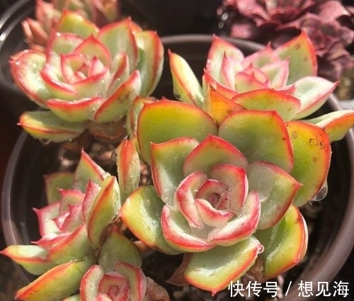 阳台也能养出漂亮多肉,这5款莲座肉肉,好养又省心,新手放心养