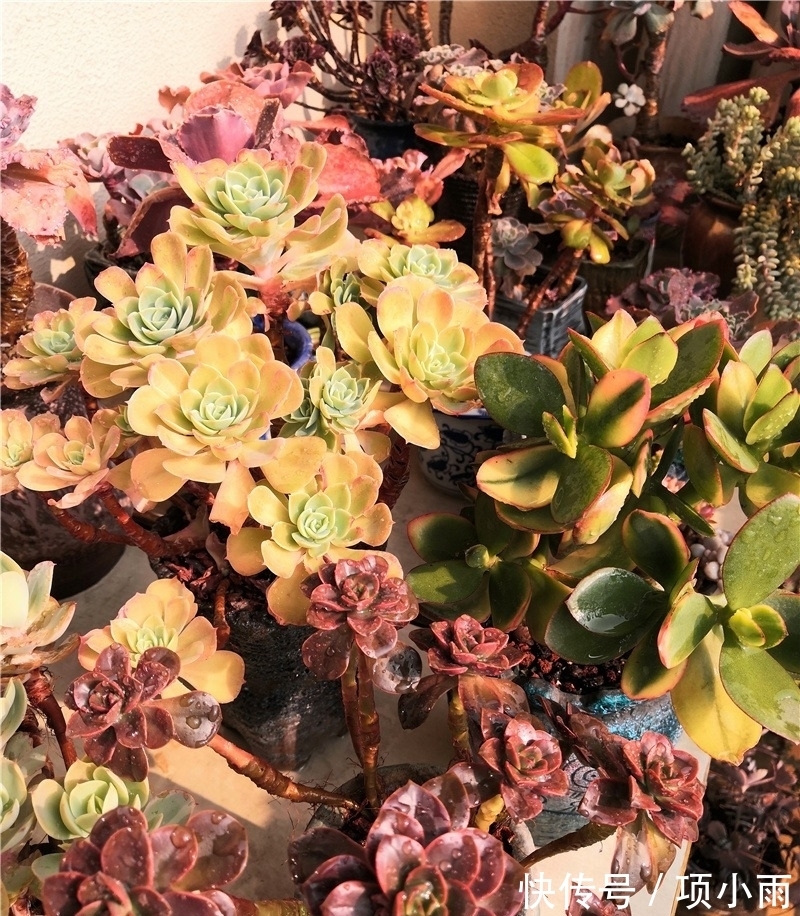 天下养肉人都一样贪