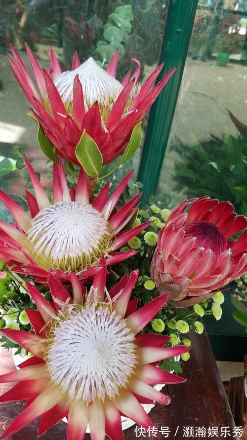 13种“昂贵花”,开花魅力无穷,可价格太高,养得起的人非富即贵