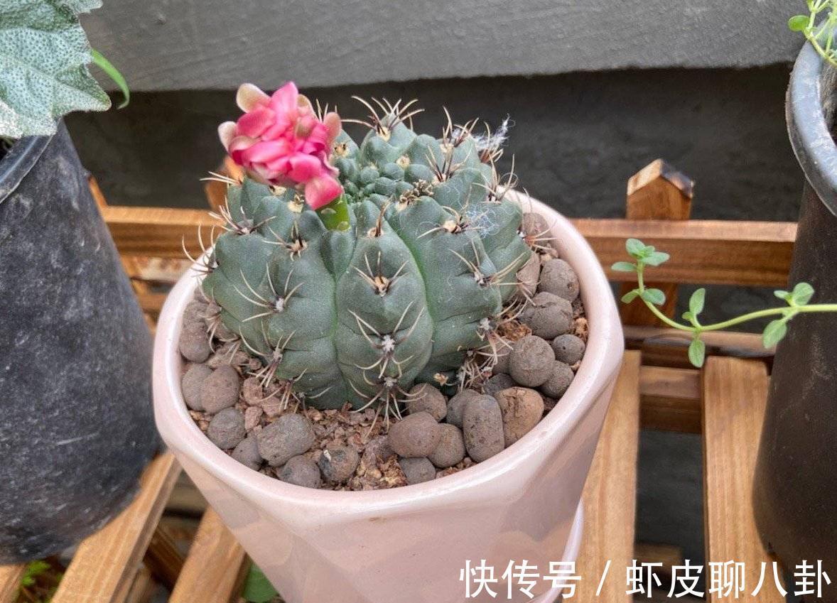 养仙人球就养一棵“绯花玉”，花瓣大、很美很好养、不止开一茬