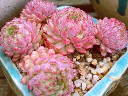 都知道这3款多肉不好养，但是真的很漂亮，愿意尝试的花友真不少