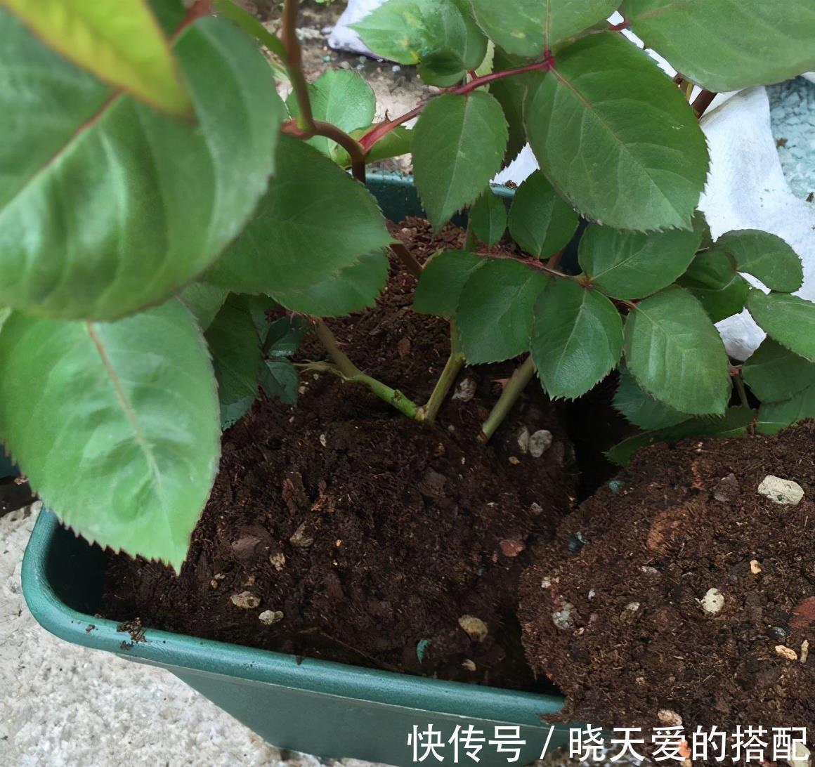 小月季|5种漂亮花，都是“激素花”，好看难养活，开完花就扔