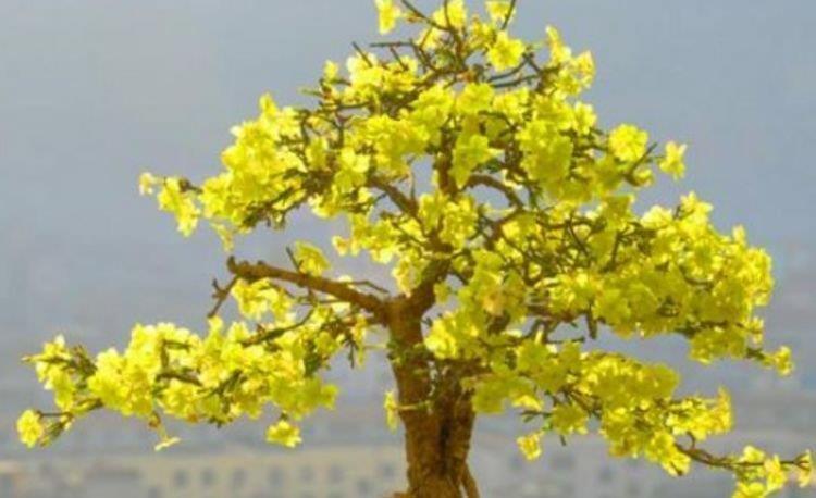 金弹子|阳台养这几朵花,花开不断,沾点水就疯长,开花勤还爱爆盆