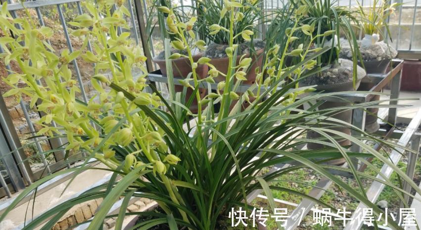 遮阳网|夏季,搁阳台盆栽兰花,切记:侍弄好这3点,养护简单