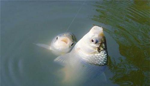 饵料|冬钓大板鲫“9字真经”,注意这些方式方法,冬钓鲫鱼不是难事!