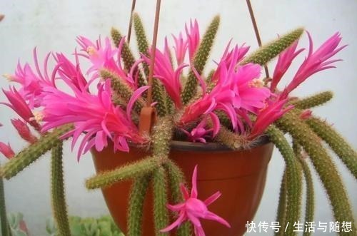 这2种仙人掌“爱开花”,一开一大片,比蟹爪兰还美!