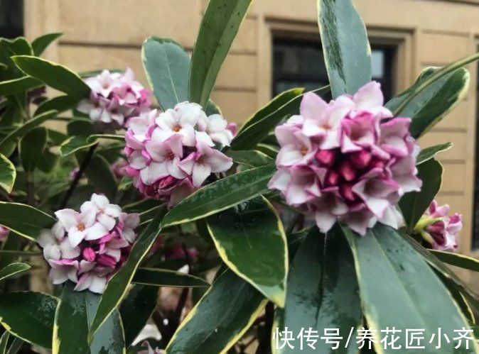 金边瑞香叶子打蔫？记住这“六怕”，叶片硬朗油亮，开花满屋香