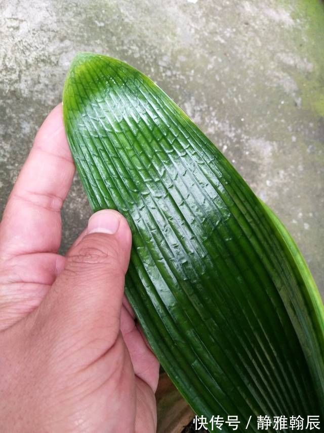 浇水|君子兰长出抽屉叶怎么办直接用刀割成开裆裤恢复吧