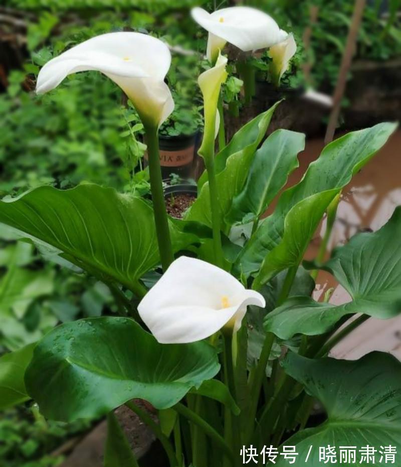 5种花最怕光,家里阴暗没关系,越暗长的越好