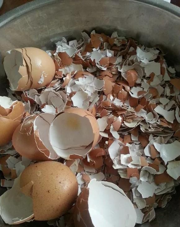 爆盆|养花不开花?自制“开花肥”,浇盆里猛开花,不用花钱买