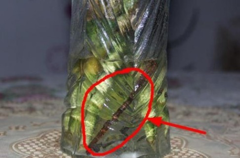 植物|花店老板打死都不愿意说的秘密养花草怎么防治烂根黄叶