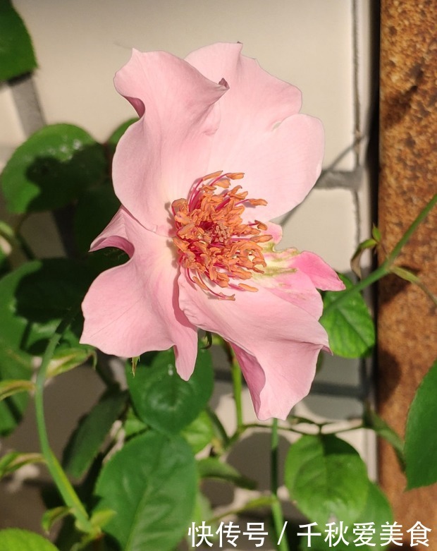 10个最奇葩的月季品种,你可能一个都没见过!