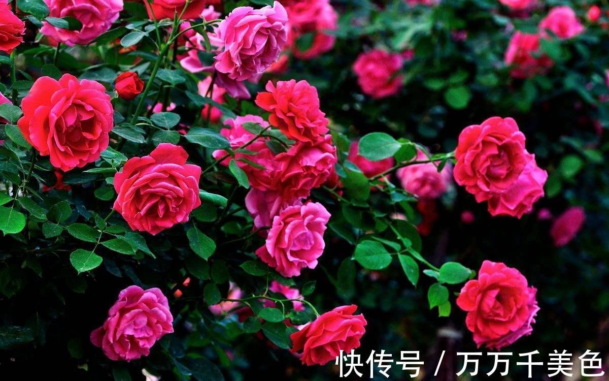 地方|月季养不好,问题多出在这几个地方,不信就趁早试试