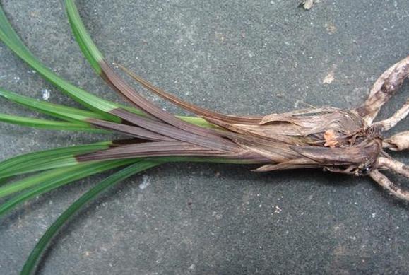 困恼盆栽兰花遭遇茎腐病这样预防、治疗,新手都能分分钟搞定