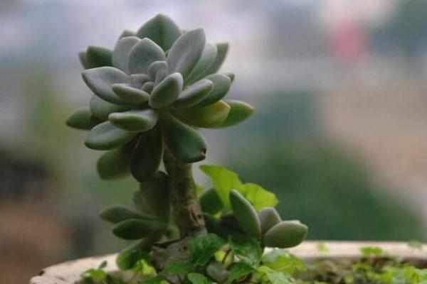 四季最好养的植物非它莫属,零基础的养花人也可以尝试,懒人大爱