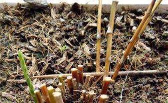 文竹黄叶不用急,换种方法养,几天恢复生机