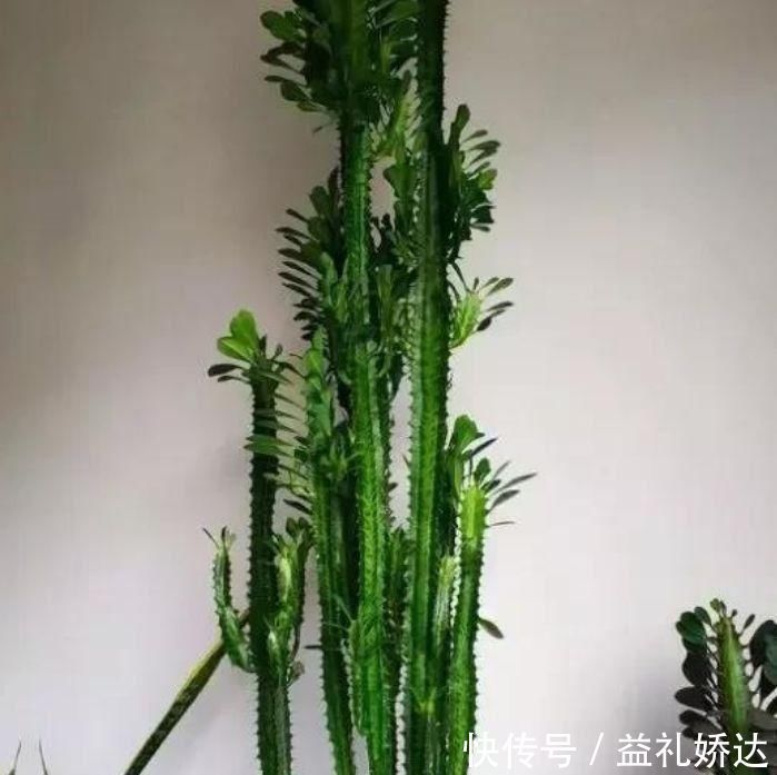 桂花树|5种花漂亮又净化空气,随便养就爆盆,吉祥富贵,清香四溢