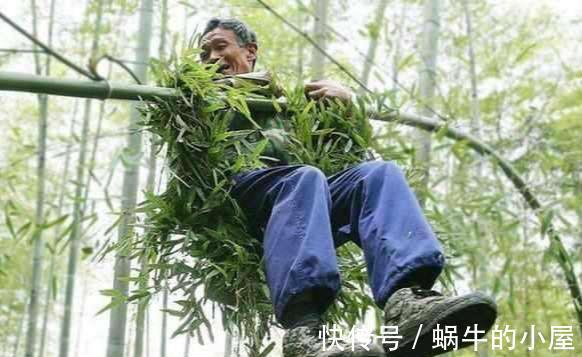 搬家|老话说竹子开花,马上搬家,竹子开花为什么要搬家,确有道理