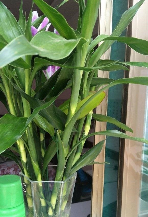张姨家的富贵竹，养了3年了，竟然开花了，花香很浓，真是少见
