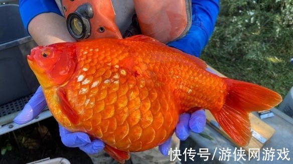 果然长大了就不可爱了 加拿大发现数万条 巨型金鱼 快资讯