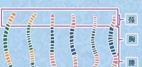 发育|婴儿什么时候练习坐宝宝颈椎没有这两个特点不要开始,小心受伤