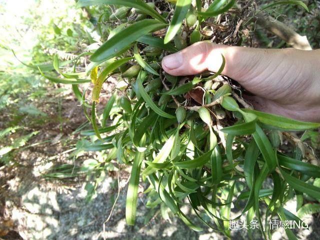 天仙米|大山里的五大“宝贝”,吃过4种算你厉害!最后一样你肯定没吃过