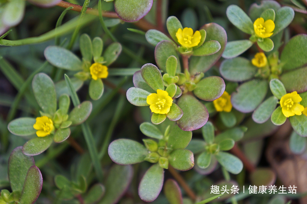 掉发|农村野菜马齿苋拿来洗发，让你告别白发和掉发