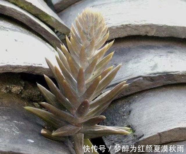 过年回老家,看看屋顶,有没有“房神”这可不是野草,这是福气