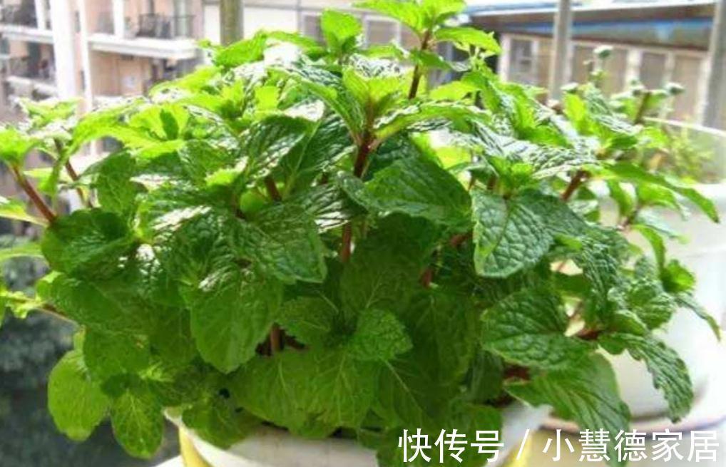 秋冬天冷，怎么“保全”植物盆栽？通过这些途径御寒就好了