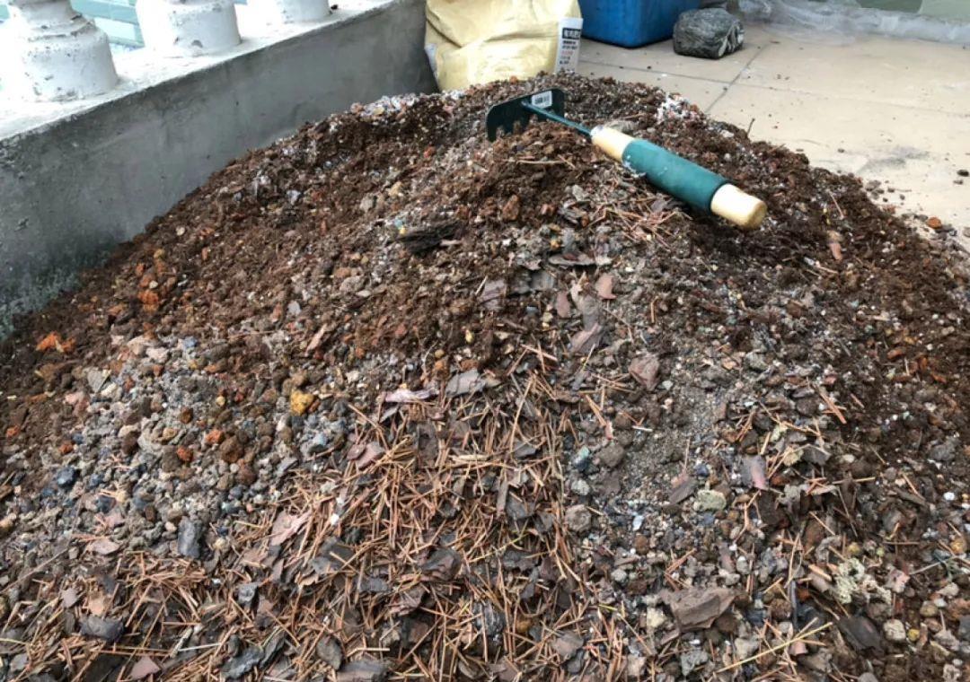 家里吃剩的果皮,拿来养花嗖嗖长,不黄叶、开花多