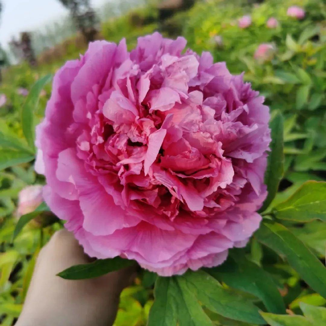 品种|这花只能秋天养,埋土里就活,晚了再等一整年!