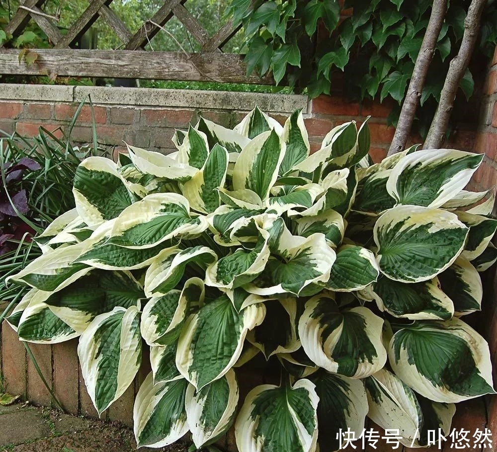 天生“体阴”的6种花，晒太阳易黄叶，阴一点反而长得绿油油！