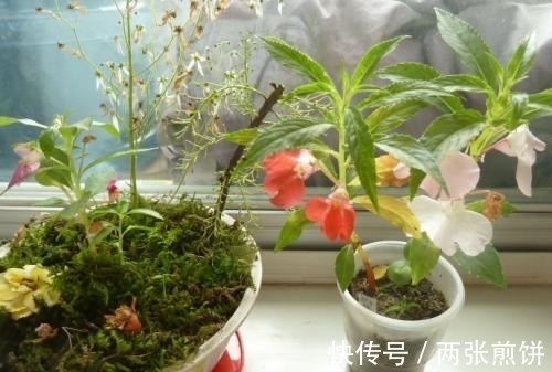栽种|俗称“指甲花”，能染指甲能防蛇，却是“蛇蝎美人”，栽种要小心
