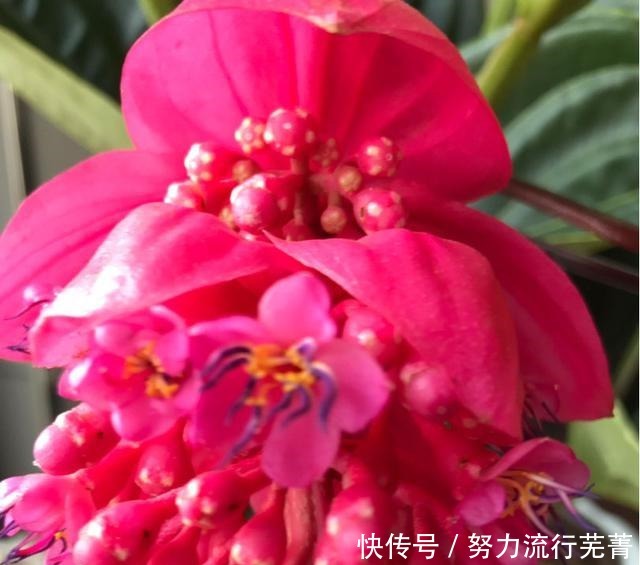 浇水|5种花就是“大水桶”，一天不浇水也不行，叶子很快就会干！