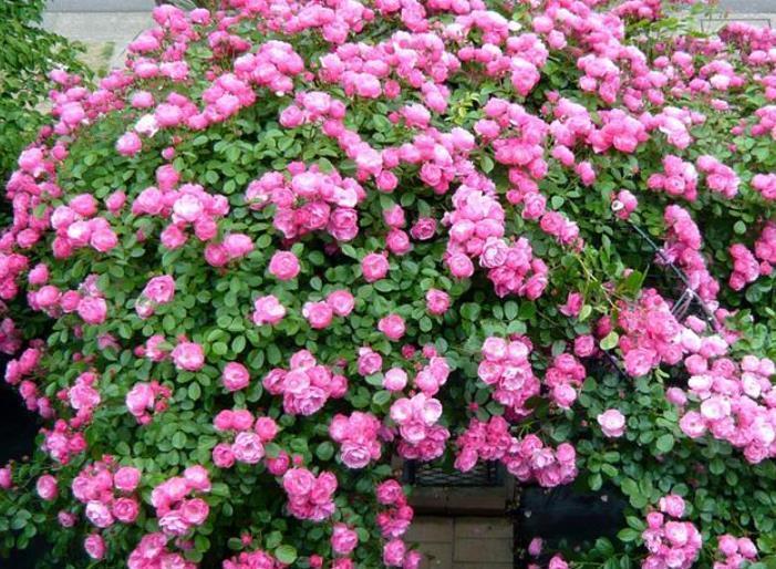 院子别空着,10种藤本月季,总有一种值得你喜欢