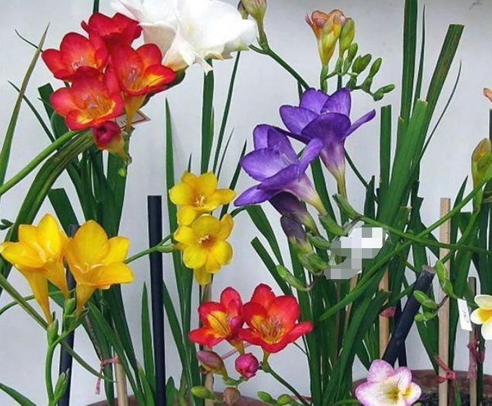 长寿花|聪明人都养4种花,看了就让人沉醉,年年开花不断,美