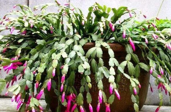 养花|秋冬养花,家里养3种花,易管理长势旺,懒人都能养爆盆