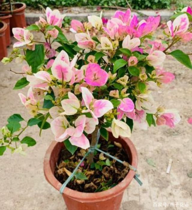 三角梅夏天不爱开花?做好这三点养护,高温天气也能花开满枝