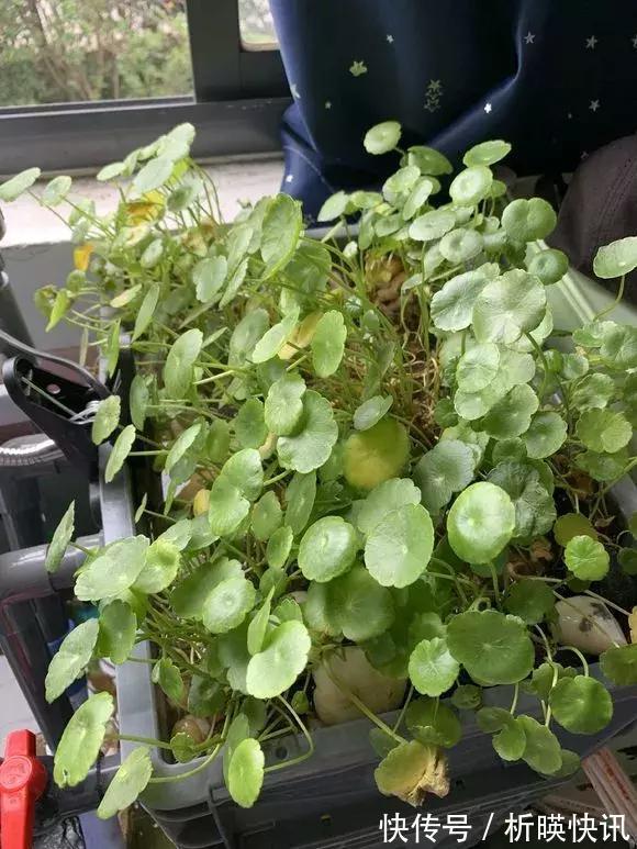 养花别舍不得，就得“割韭菜”，割1茬10天冒新芽，长势旺！