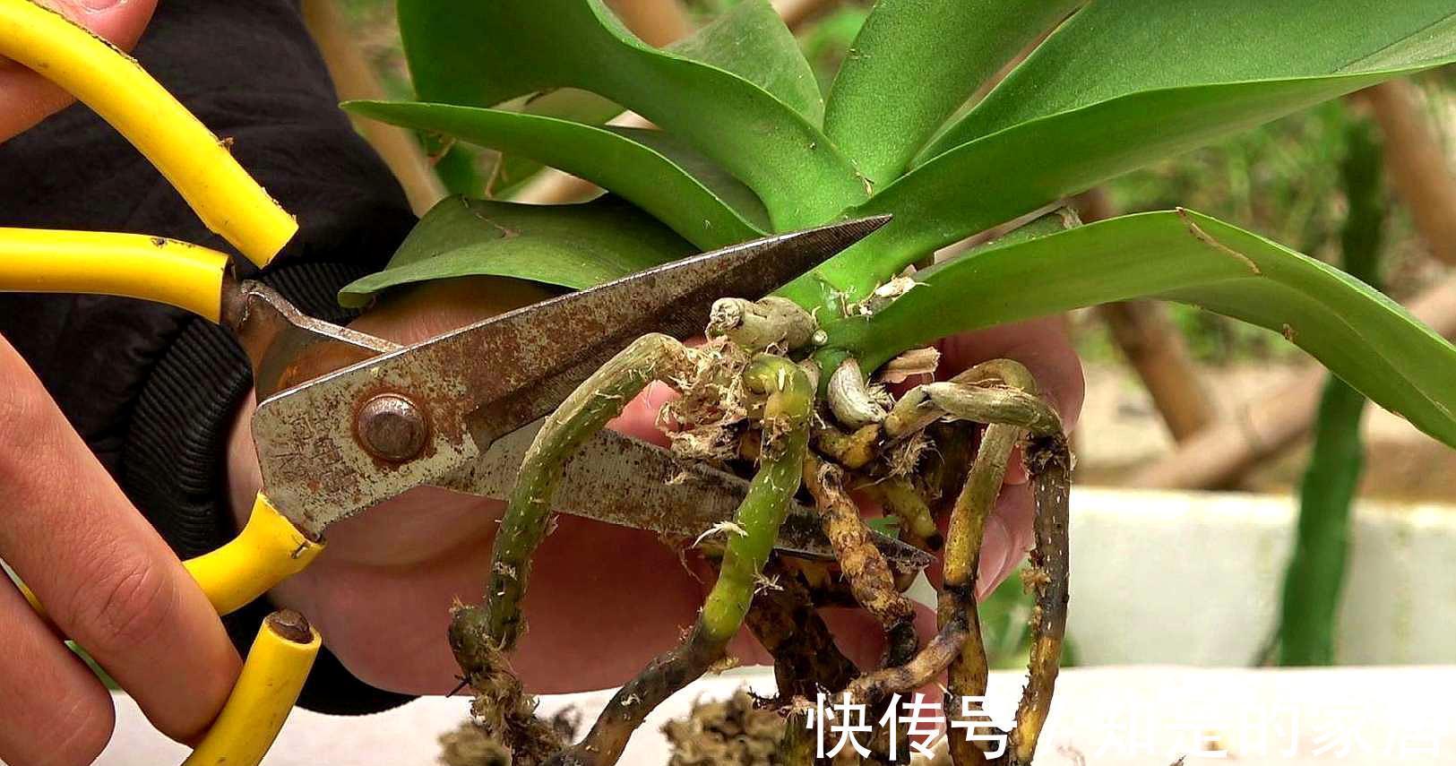软腐病|5种花美则美矣，就是不好养，没有四五年的养花经验，越养越闹心